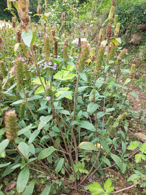 商品详情 本社长期供应夏枯草,家种夏枯草,夏枯花,等品种,代加工饮片