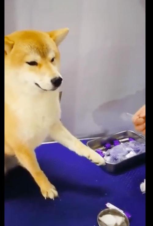 医生给柴犬打针,它乖乖地伸出爪子,全程也一动不动,太