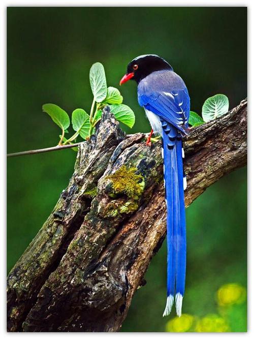 红嘴蓝鹊鸟,身披一身蓝色的羽毛,有一条非常长的尾巴,嘴巴红色.