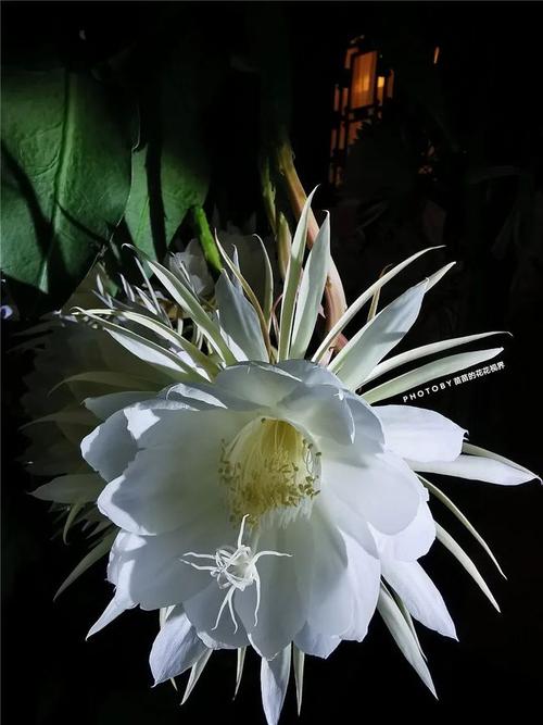 昙花一现,刹那即永恒!--七夕前夜,天马山净慈寺昙花盛放,香飘满园