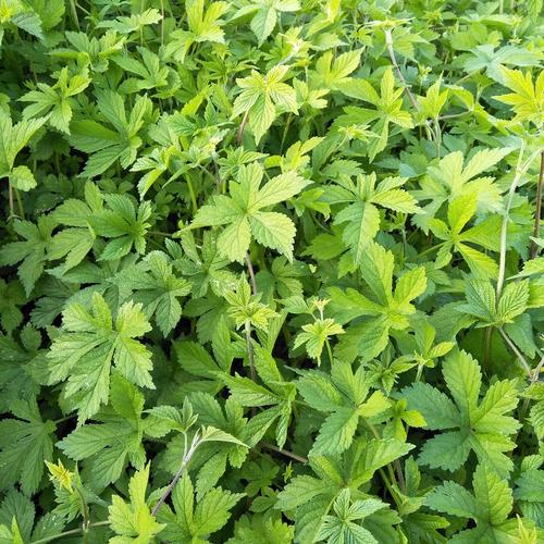 中草药野生新鲜葎草刺割人藤五爪龙去痱子宝宝洗澡现