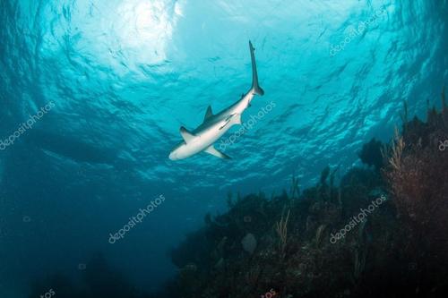 名称:加勒比礁鲨