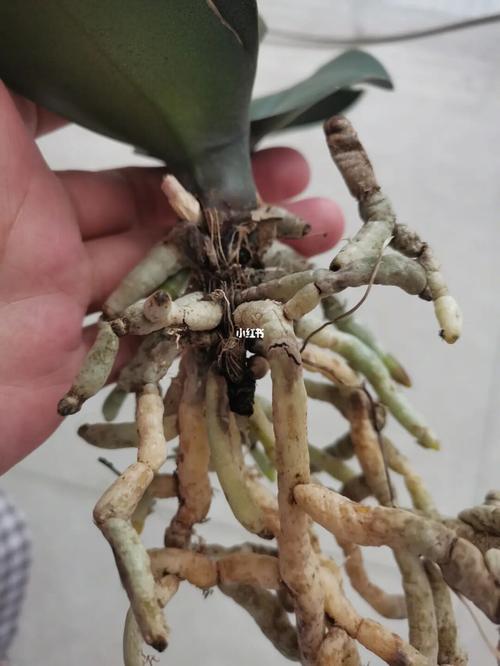 蝴蝶兰黑茎了怎么办?_蝴蝶兰_家居家装_家居装饰_花艺