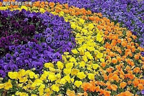 宁夏银川·凤凰花溪谷
