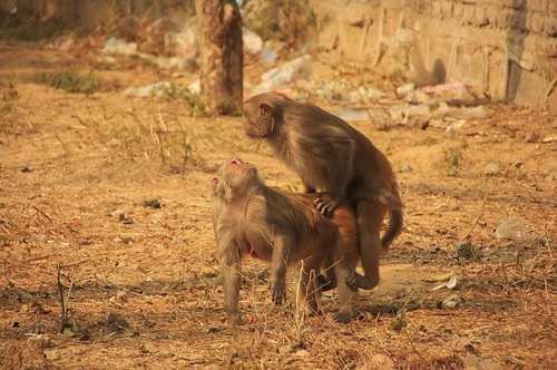 夫妻养的猴子,生下只奇怪小猴子,看清小猴子样貌后,纷纷吓了一跳