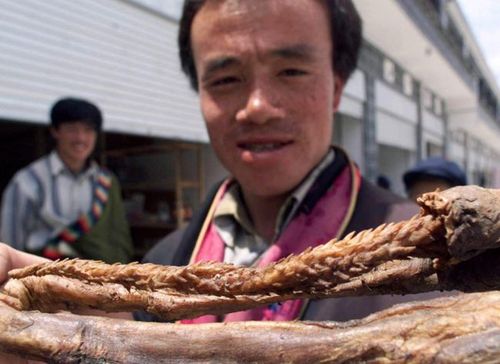 名不虚传!百兽之王舌头倒刺"硬如钢钉",没想到虎鞭上也有