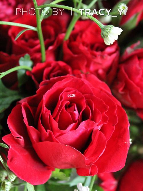 绣球&多头安娜公主玫瑰_鲜花分享_家居家装_家居