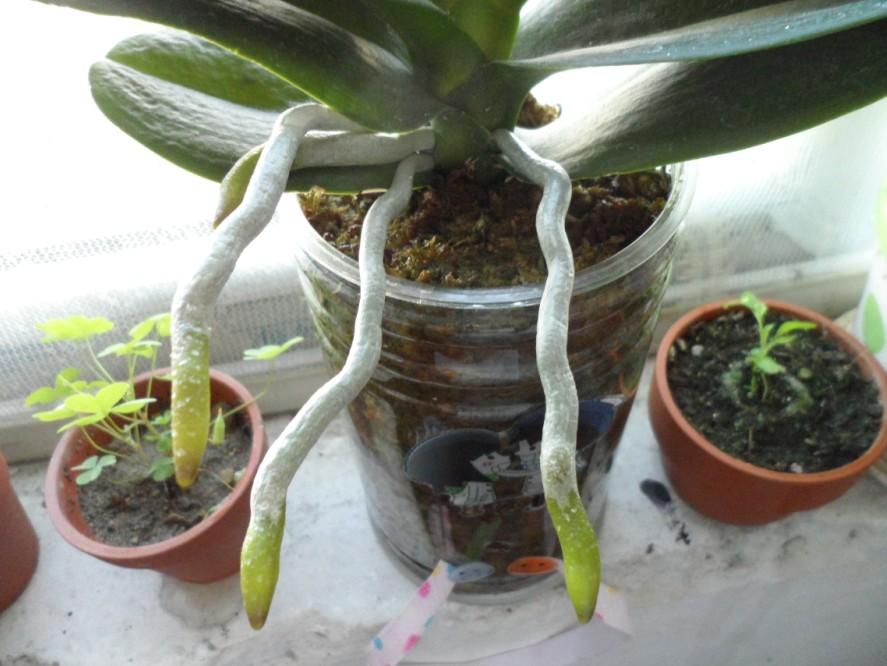 这蝴蝶兰的根要怎么处理?