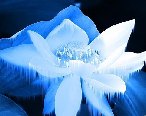 冰山雪莲的简笔画