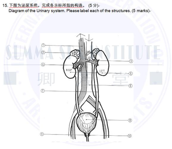泌尿系统解剖图模拟考