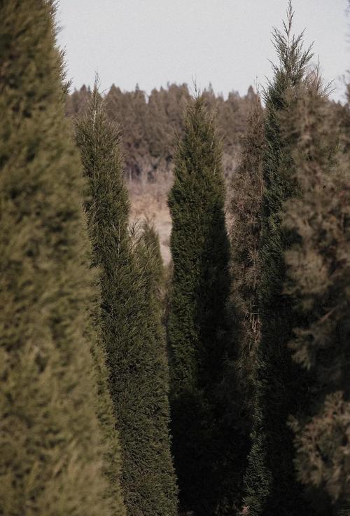 汉灵帝文陵:历史尘埃中的帝王之墓�