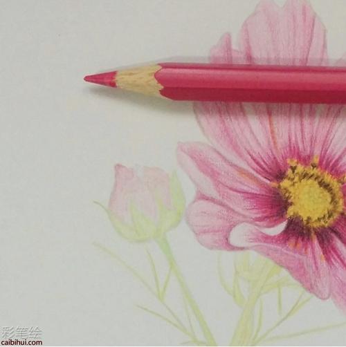 怎样用彩色铅笔画一朵漂亮的格桑花 - 彩铅画
