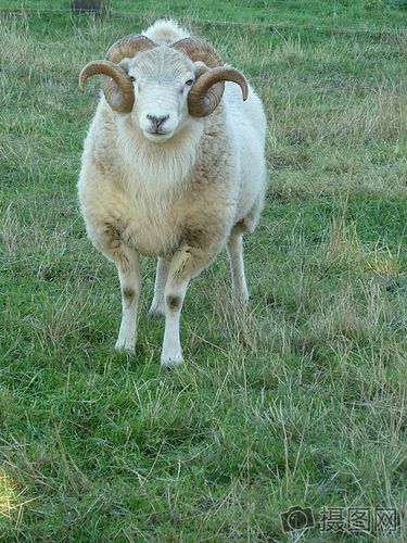 图片 照片 自然风景 草地上的小绵羊.