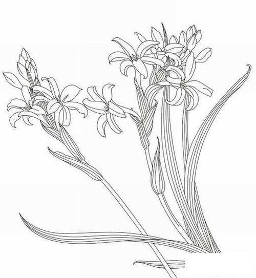 美丽的百合花简笔画素描图片手绘