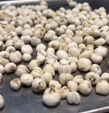 高原正宗川贝母(松贝母)100克起批,欢迎致电咨询