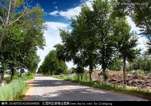 防风林 树林 公路 庄稼 防风