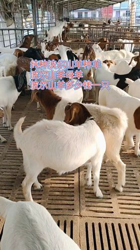 纯种波尔山羊#纯种波尔山羊种羊波尔山羊母羊红头批.