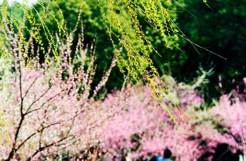 标题:梅柳同春