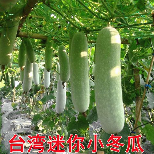 台湾迷你小冬瓜种子实心冬瓜种籽粉皮冬瓜微型水果四