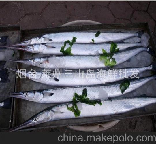 原料辅料,初加工材料 农产品 鲜活水产品 鱼类 渤海湾烟台莱州针良鱼