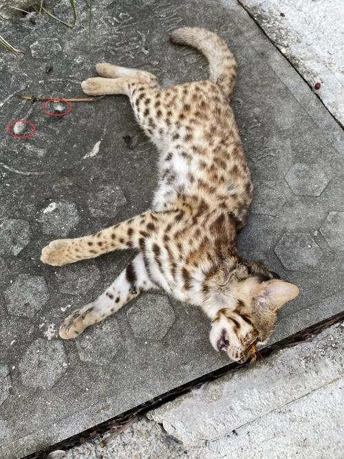 相机就拍到了一只广东省重点保护的陆生野生动物豹猫在公园南区的背影