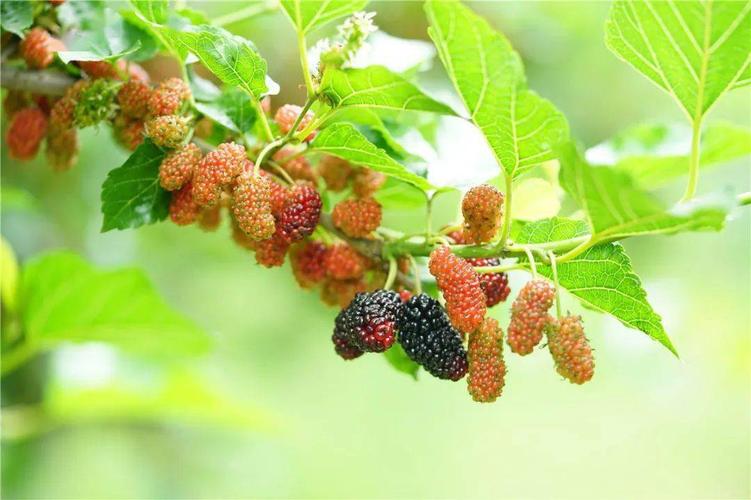 春日限定 | 市中区桑泡儿采摘全攻略_桑葚树