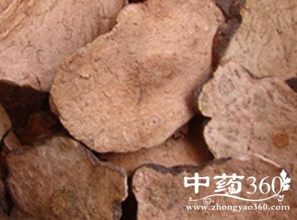 矮人陀的功效作用 矮人陀活血止血消肿解毒