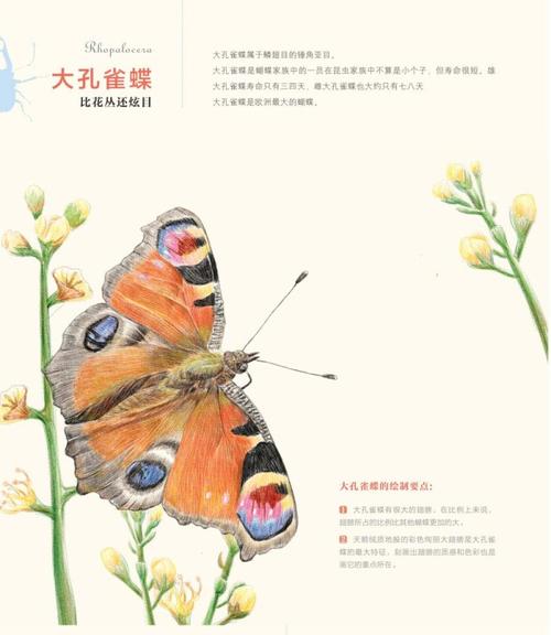 大孔雀蝶