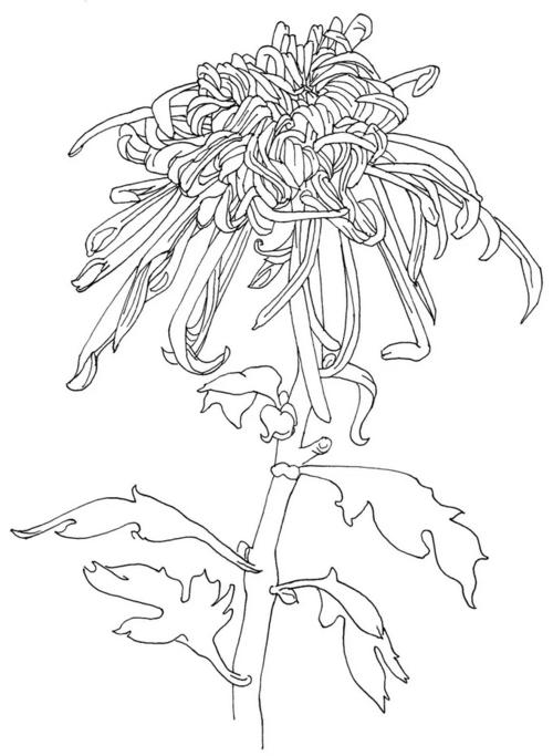 菊花波斯菊杜鹃月季案例展示:杜鹃花1 首先用铅笔勾画出两朵杜鹃花的