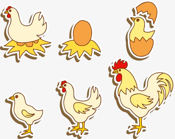 手绘小鸡成长演变史平面矢量图