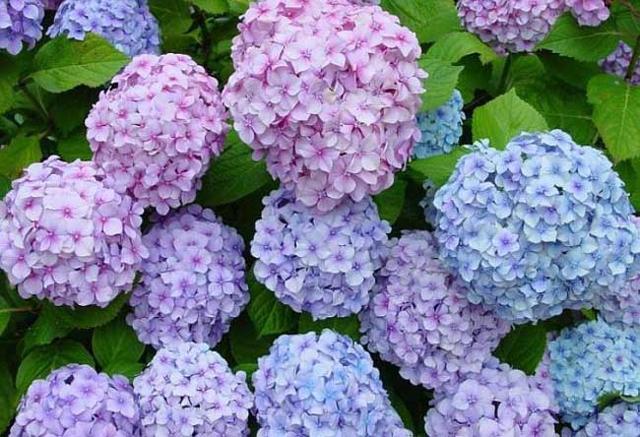 绣球花的养殖方法及病虫防治