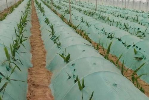 4月发文:种植大姜,都使用过哪些遮阴方法?最受欢迎的