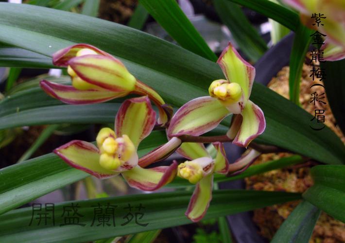 紫金龙梅(彩眉梅)-建兰篇-中国兰花交易网社区
