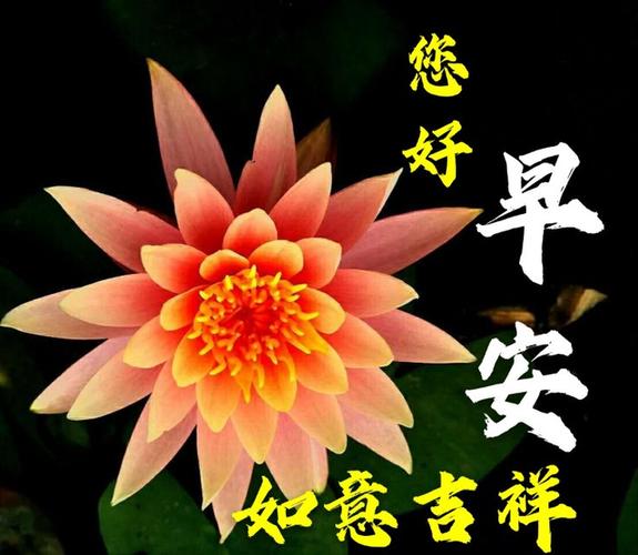最新新版微信早晨问候好动态鲜花图片表情 微信最美早上好动态祝福