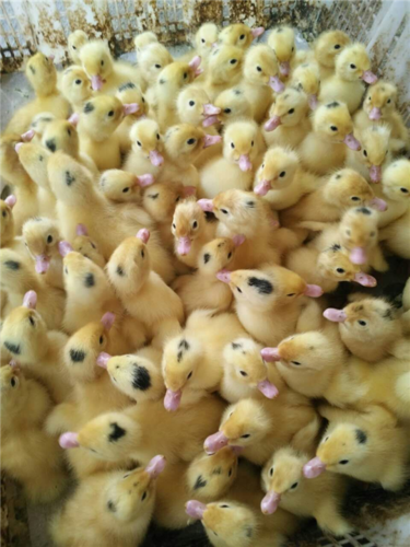 莆田番鸭苗养殖场,莆田番鸭苗批发