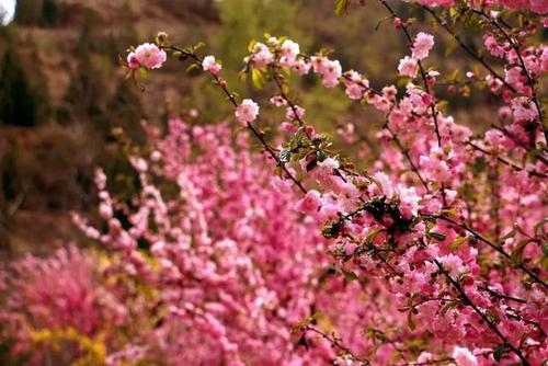 兰州仁寿山上桃花盛开|旅游节|安宁_网易订阅