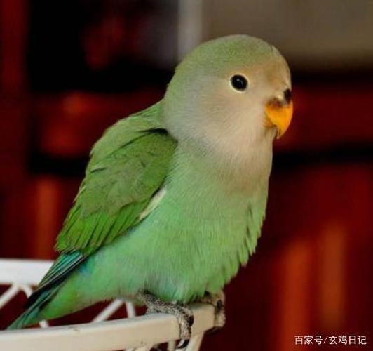 牡丹鹦鹉常见花色及成因