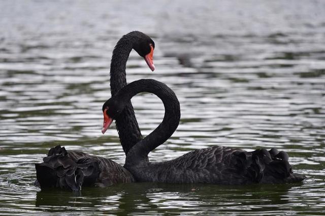 颈相靠喙相碰成"爱心"!深圳野生动物园天鹅忙求偶