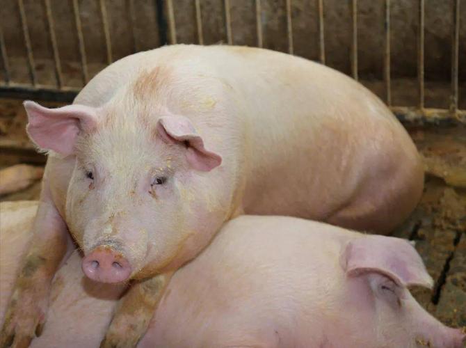 夏季是母猪难产的高发季节,很多养殖朋友们又犯难了,别着急,手把手教