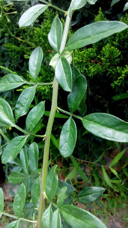 下图片植物高约1-1.5米,羽状复叶多为3出复叶,枝条蔓状,路旁绿化常见.