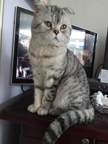 美短鱼骨刺成公种猫