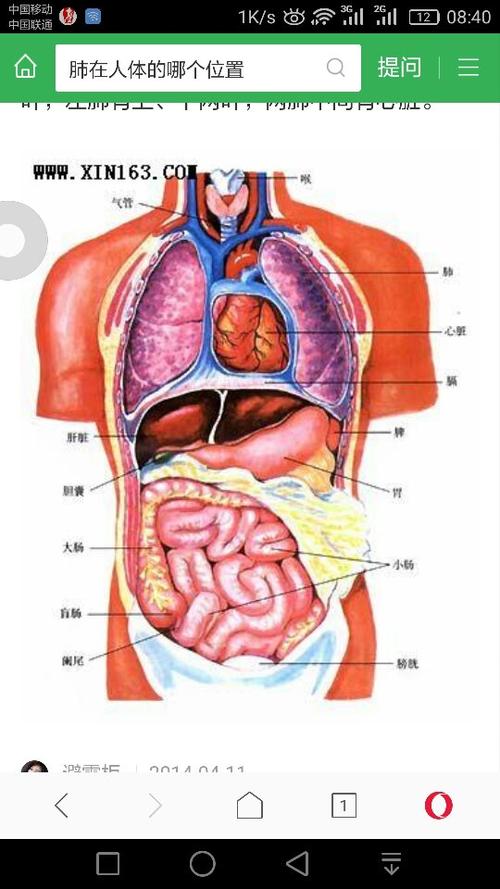 肺在人体的哪个位置