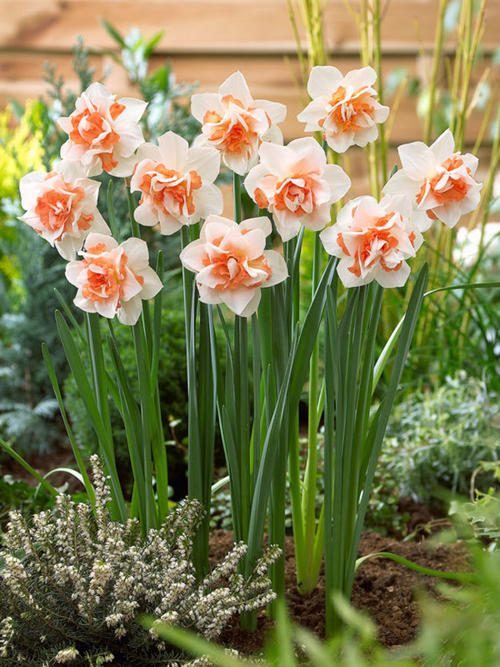 团购| 能让你的春天美成花海的——洋水仙,23款最低19.