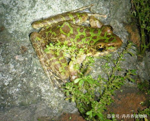 石蛙,标准名棘胸蛙,是两栖纲无尾目蛙科的一种动物