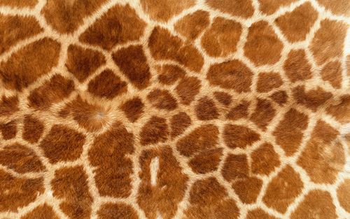动物花纹 animal fur pattern