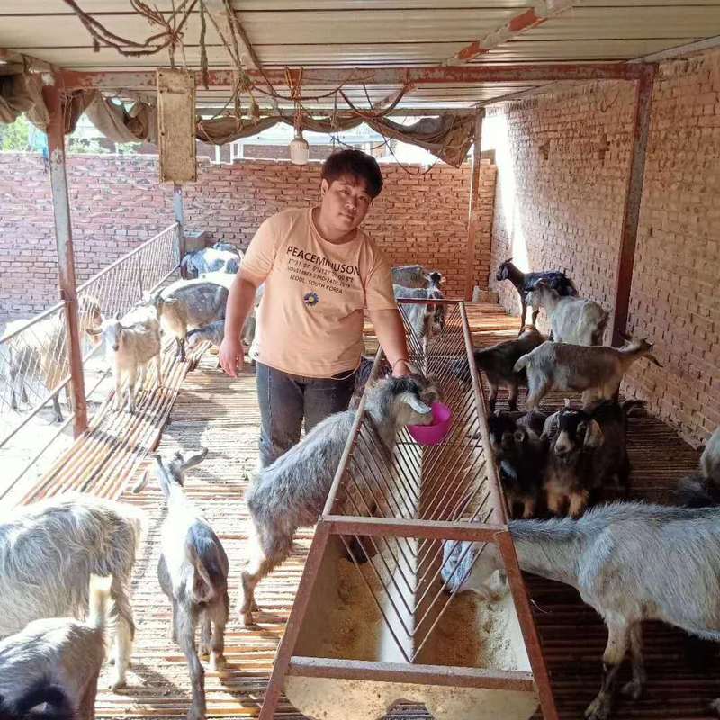 织金养牛赚钱还是养羊赚钱500只羊棚设计图