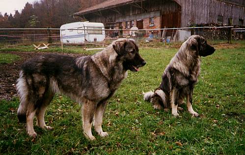 猛犬介绍之南斯拉夫伊利里亚牧羊犬(illyrian sheepdog)