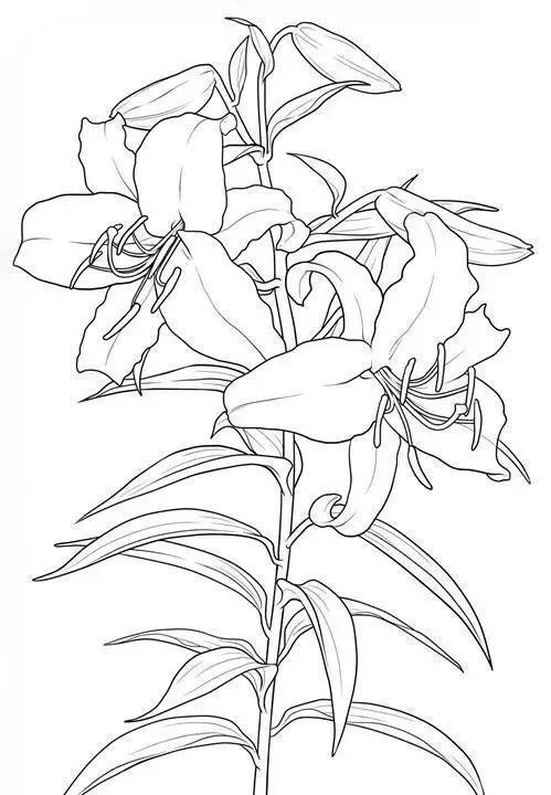 简单的白描花卉线稿教你画,0基础也
