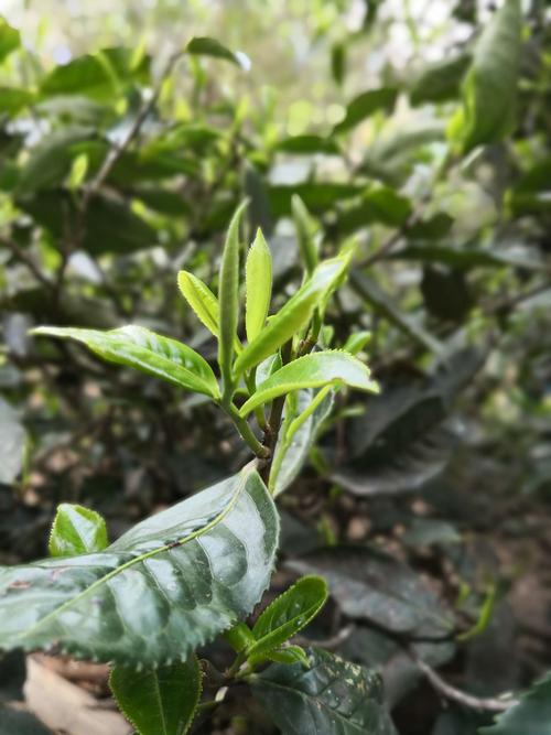 落水洞——易武茶区高品质茶的代表之一