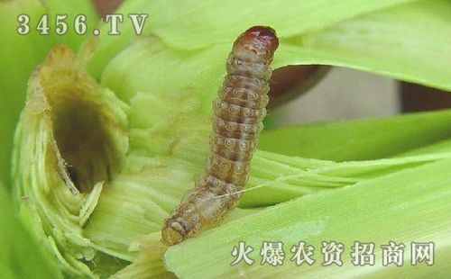 玉米螟形态特征